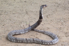 Snake_Farm-Weligama-058