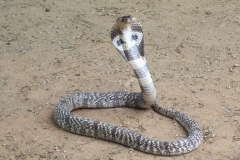 Snake_Farm-Weligama-059