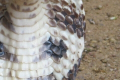 Snake_Farm-Weligama-060