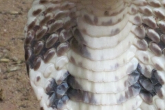 Snake_Farm-Weligama-061