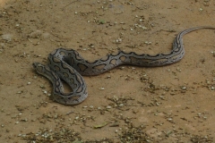 Snake_Farm-Weligama-063