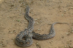 Snake_Farm-Weligama-064