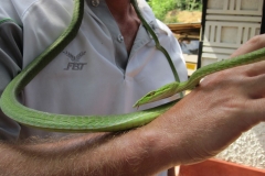 Snake_Farm-Weligama-069