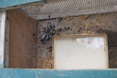 Snake_Farm-Weligama-078