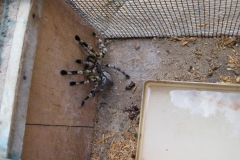 Snake_Farm-Weligama-079