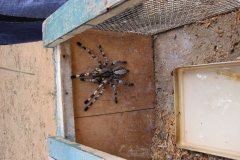 Snake_Farm-Weligama-080