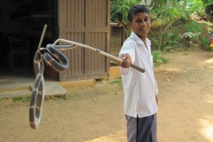 Snake_Farm-Weligama-082