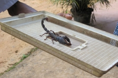 Snake_Farm-Weligama-085