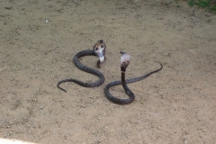 Snake_Farm-Weligama-105