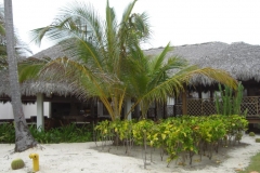occidental-grand-punta-cana-strandbereich_2905