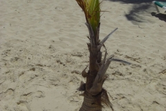 strand-bei-den-riu-resorts_1033