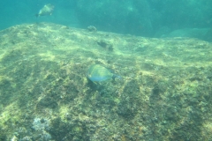 Unawatuna-Sri-lanka-089