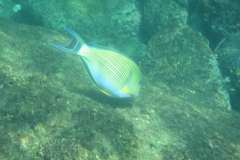 Unawatuna-Sri-lanka-092