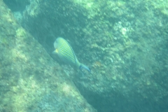 Unawatuna-Sri-lanka-095