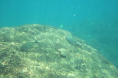 Unawatuna-Sri-lanka-100