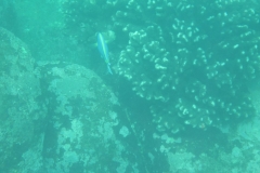 Unawatuna-Sri-lanka-102