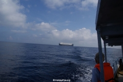 Whale & Dolphin Watching Mirissa Bach