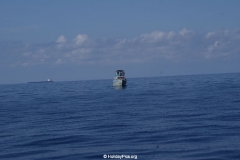 Whale & Dolphin Watching Mirissa Bach