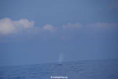Whale & Dolphin Watching Mirissa Bach
