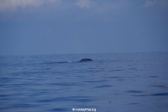 Whale & Dolphin Watching Mirissa Bach