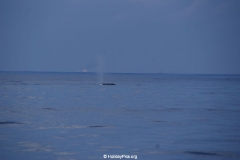 Whale & Dolphin Watching Mirissa Bach