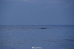 Whale & Dolphin Watching Mirissa Bach