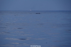 Whale & Dolphin Watching Mirissa Bach