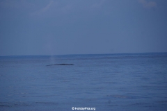 Whale & Dolphin Watching Mirissa Bach