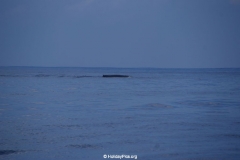 Whale & Dolphin Watching Mirissa Bach