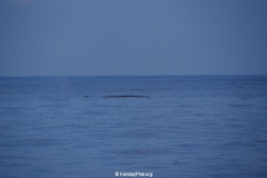 Whale & Dolphin Watching Mirissa Bach