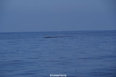 Whale & Dolphin Watching Mirissa Bach