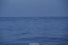 Whale & Dolphin Watching Mirissa Bach