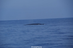 Whale & Dolphin Watching Mirissa Bach