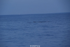 Whale & Dolphin Watching Mirissa Bach