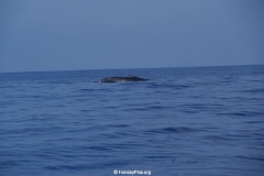 Whale & Dolphin Watching Mirissa Bach