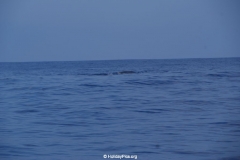 Whale & Dolphin Watching Mirissa Bach