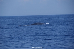 Whale & Dolphin Watching Mirissa Bach