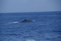 Whale & Dolphin Watching Mirissa Bach