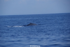 Whale & Dolphin Watching Mirissa Bach