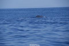 Whale & Dolphin Watching Mirissa Bach