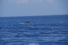 Whale & Dolphin Watching Mirissa Bach