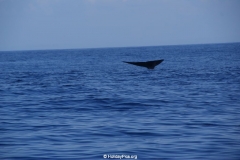 Whale & Dolphin Watching Mirissa Bach