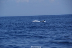 Whale & Dolphin Watching Mirissa Bach