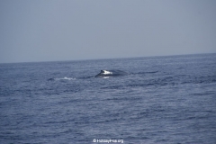 Whale & Dolphin Watching Mirissa Bach