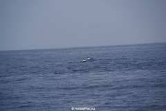 Whale & Dolphin Watching Mirissa Bach