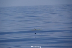 Whale & Dolphin Watching Mirissa Bach