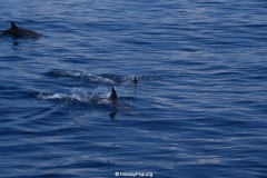 Whale & Dolphin Watching Mirissa Bach