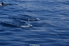 Whale & Dolphin Watching Mirissa Bach