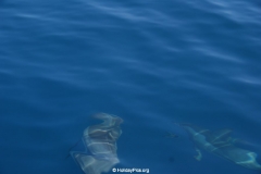 Whale & Dolphin Watching Mirissa Bach