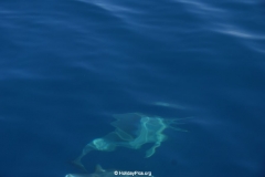 Whale & Dolphin Watching Mirissa Bach